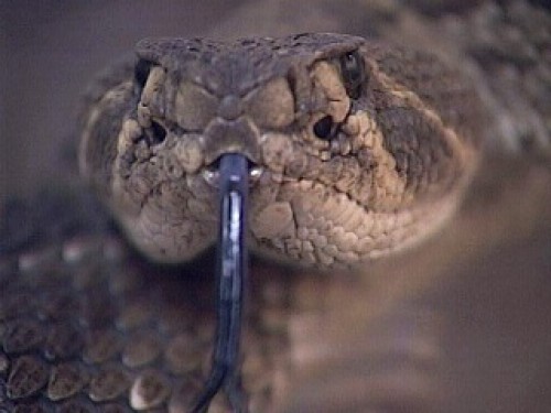 Rattlesnake ‘Went ‘Tssss’ With Its Tail’ Said 8 Year-old Bitten At School