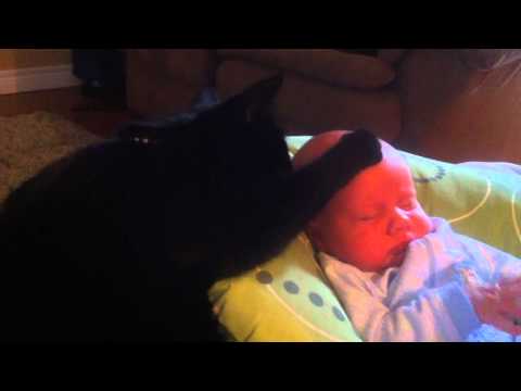 Cat Soothes Crying Baby