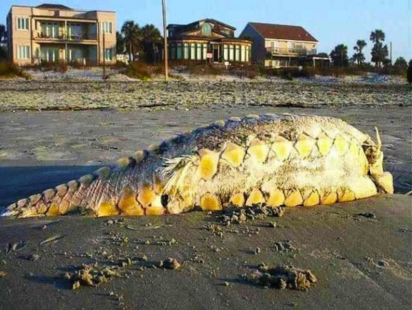 Strange Sea Creature Washed Ashore On South Carolina Coast