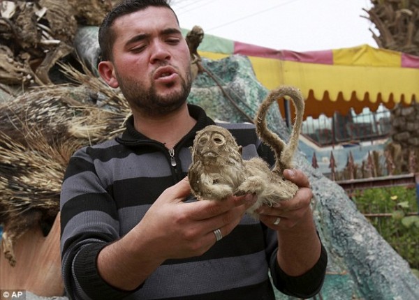 The macabre Gaza zoo where owner stuffs animals and puts them BACK in cages… because he can’t afford to buy new ones