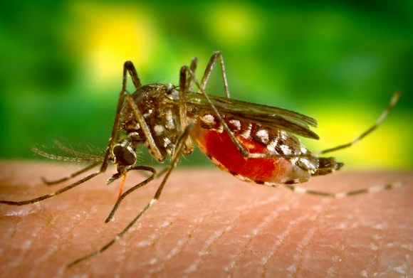This Is The Worst Year Of the West Nile Disease That Has Plagued the U.S.; Claiming 118 lives and causing 1,405 chronic illnesses