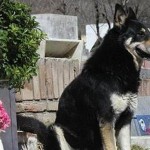 dog1