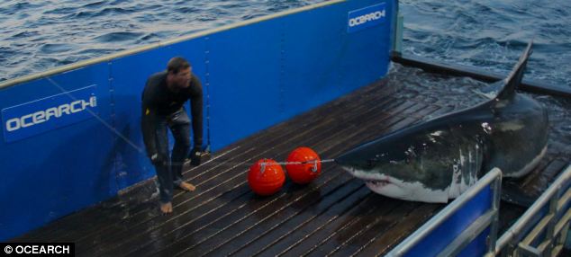 Massive Shark Found 200 Yards Off Shore