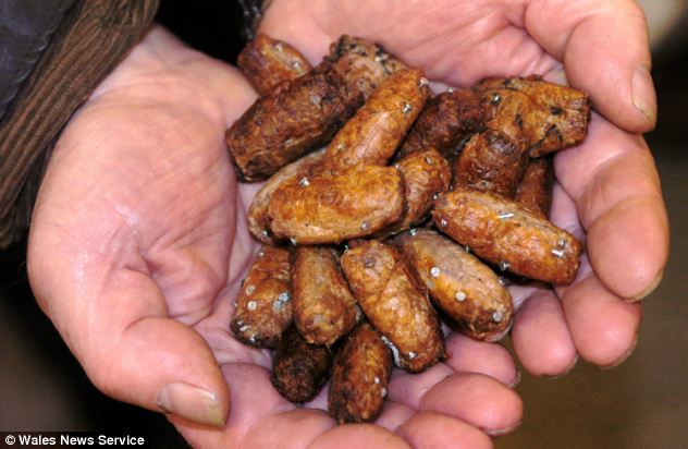 Dog walkers discover sausages laced with NAILS on playing fields to deter them from using public park