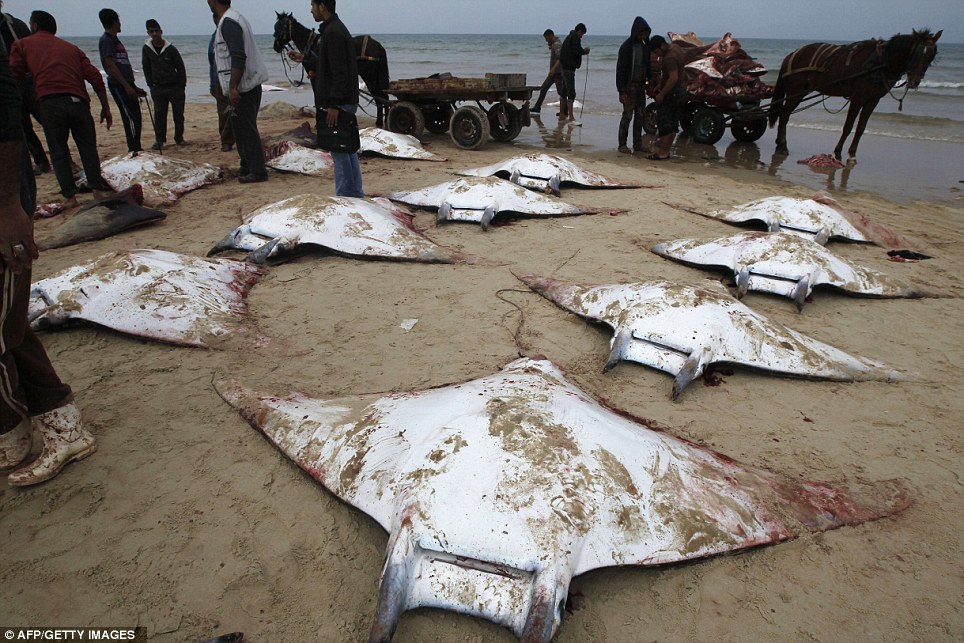 Mystery of the massacred mobula rays: Just why DID dozens of these bloodied sea creatures wash up on the beach in Gaza?