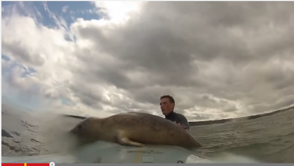 Surfing’s Got This Little Guy’s Seal of Approval