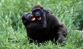 2 Gorillas “going at it” 69 style!