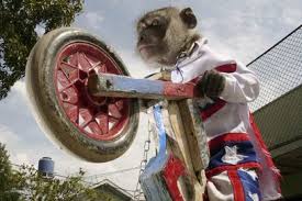 Monkey rides motorcycle!