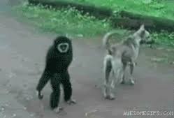Monkey pulling dog’s tail –  hilarious