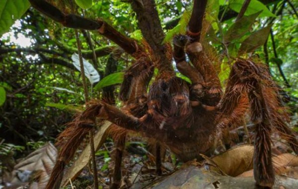 Man finds spider the size of a puppy (and it sounds like a horse too)