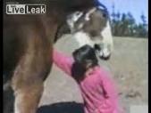 Horse Bites Girls Head!