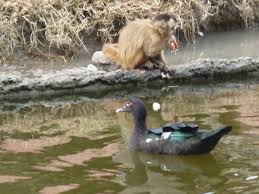 Monkey trying to mate with a duck!